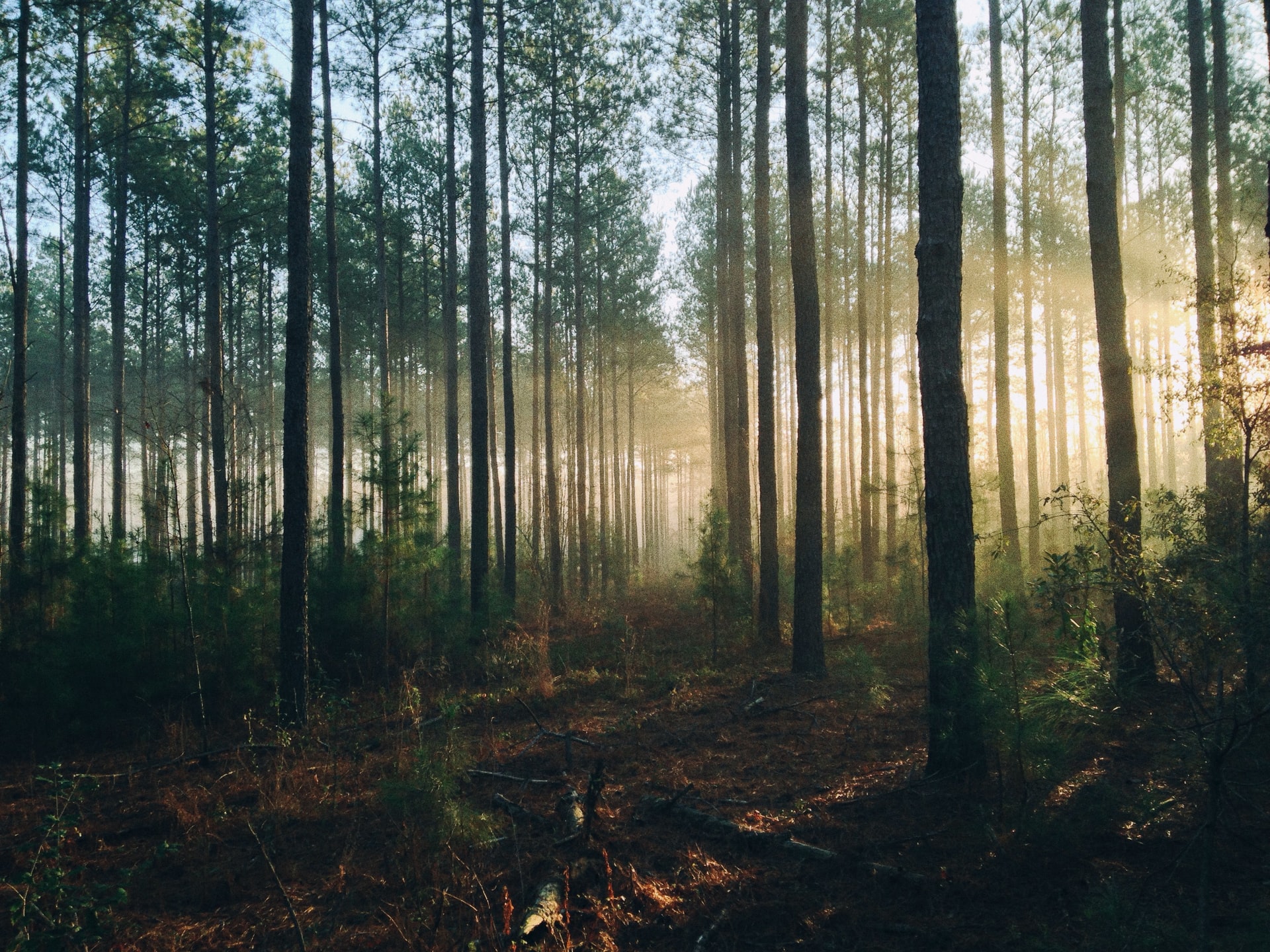 steven-kamenar-MMJx78V7xS8-unsplash.jpeg